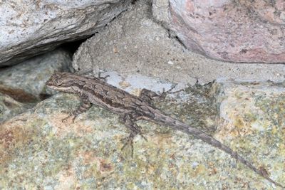 Ornate Tree Lizard 