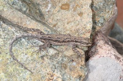 Ornate Tree Lizard