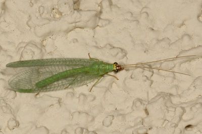 Chrysopa oculata