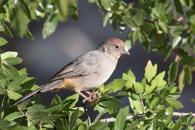 Canyon Towhee
