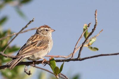 Chipping Sparrow