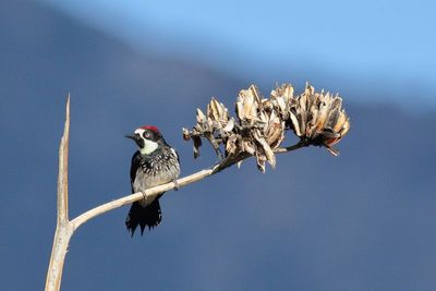 Acorn Woodpecker