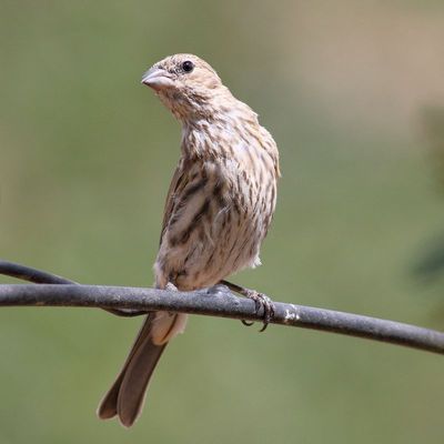 House Finch ♀