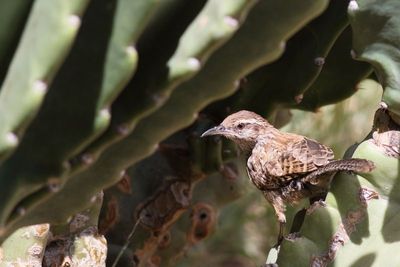 Cactus Wren