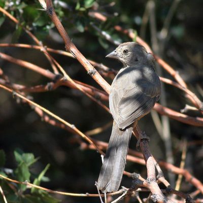 Canyon Towhee