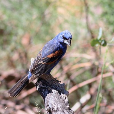 Blue Grosbeak