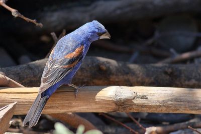 Blue Grosbeak ♂