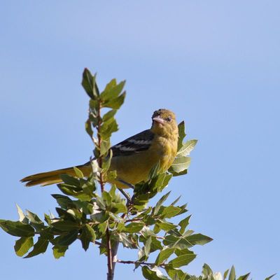 Scott's Oriole ♀ / 1st year