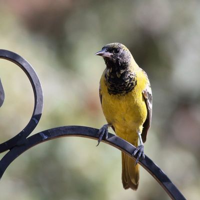 Scotts Oriole