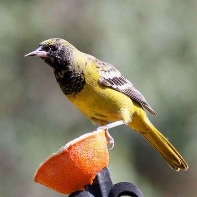 Scott's Oriole ♀