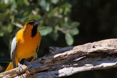 Bullock's Oriole ♂
