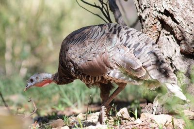 Gould's Wild Turkey / Meleagris gallopavo mexicana