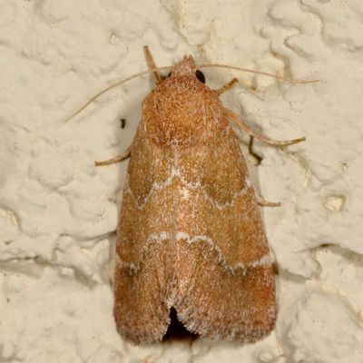 Hodges#11140 * Brown Flower Moth * Schinia saturata