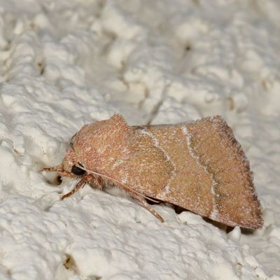 Hodges#11140 * Brown Flower Moth * Schinia saturata