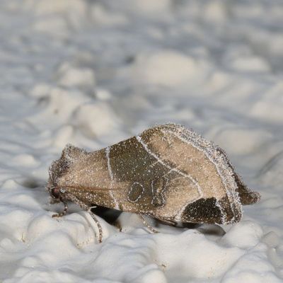 Hodges#9747 * Plagiomimicus curiosum