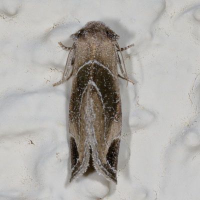 Hodges#9747 * Plagiomimicus curiosum
