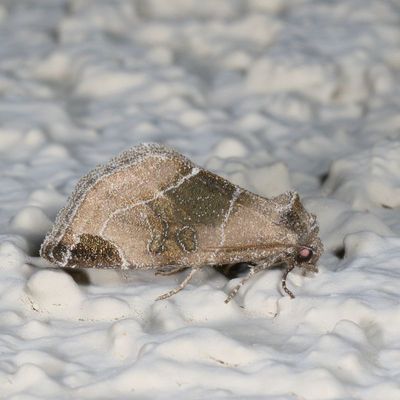 Hodges#9747 * Plagiomimicus curiosum