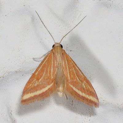 Hodges#4796 * Yellow-veined Moth * Microtheoris ophionalis
