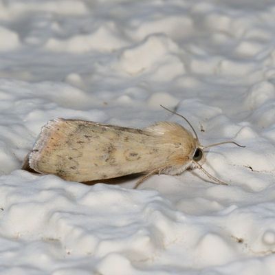 Hodges#11068 * Corn Earworm Moth * Helicoverpa zea