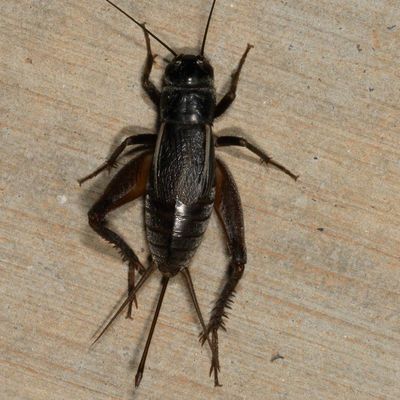 Genus Gryllus - Field Crickets