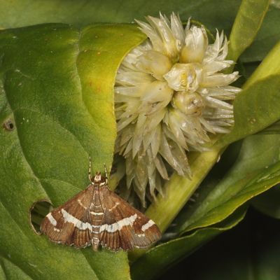 Hodges#5170 * Hawaiian Beet Webworm * Spoladea recurvalis