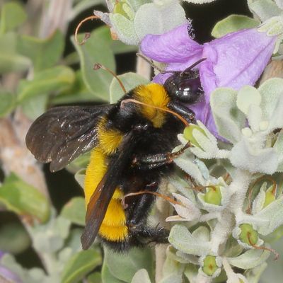 Bombus sonorus * Sonoran Bumble Bee