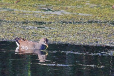 Common Gallinule / juvenile
