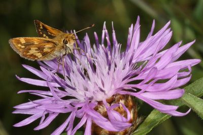 Peck's Skipper