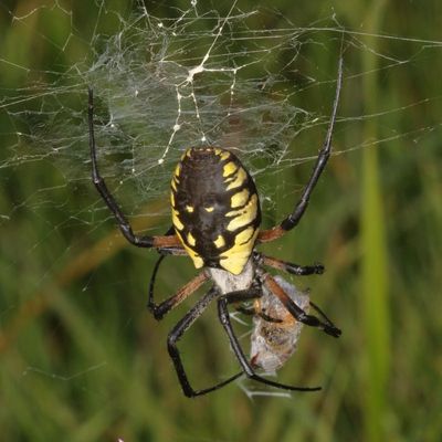 Yellow Garden Spider