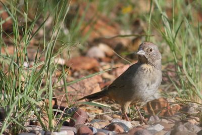 Canyon Towhee