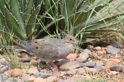 Mourning Dove