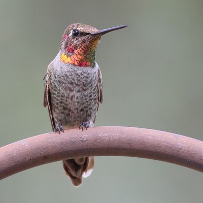 Anna's Hummingbird ♂