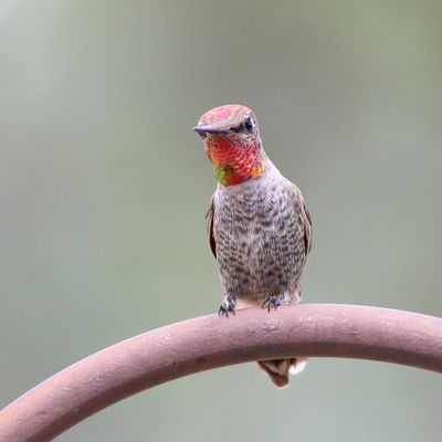 Anna's Hummingbird ♂