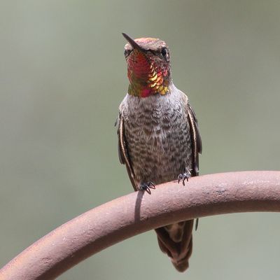 Anna's Hummingbird ♂