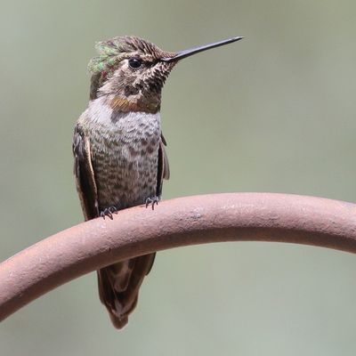 Anna's Hummingbird ♂ / sub adult