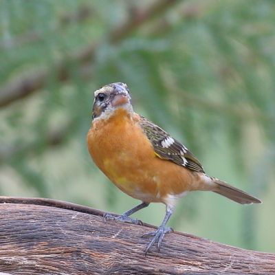 Black-headed Grosbeak