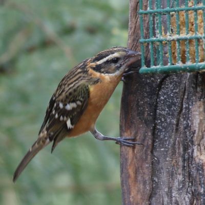 Black-headed Grosbeak / 1st winter ♂