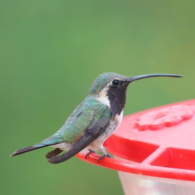 Lucifer Hummingbird