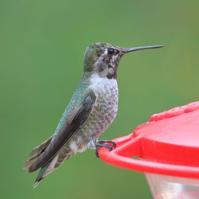 Anna's Hummingbird ♂ / sub adult