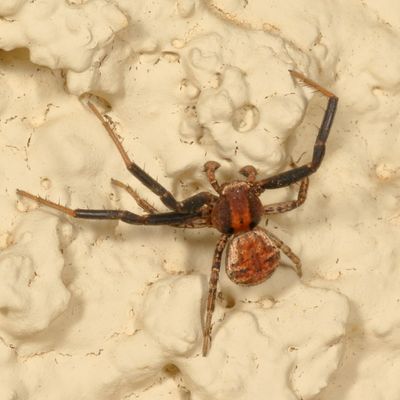 Genus Xysticus
