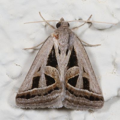 Hodges#8741 * Callistege diagonalis