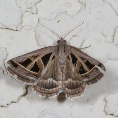 Hodges#8741 * Callistege diagonalis