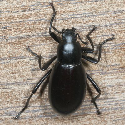 Eleodes longicollis