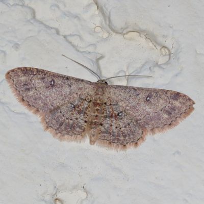 Hodges#7140 * Dwarf Tawny Wave * Cyclophora nanaria