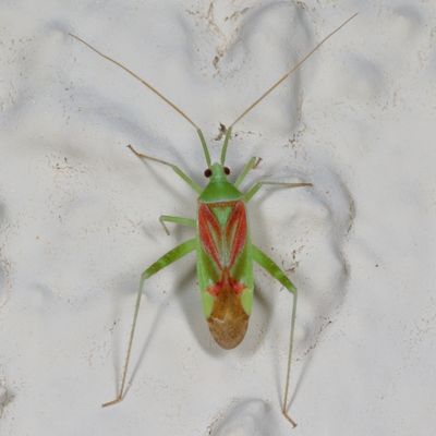 Phytocoris roseotinctus