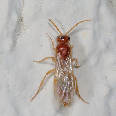 Tribe Sphaeropthalmini - Nocturnal Velvet Ants