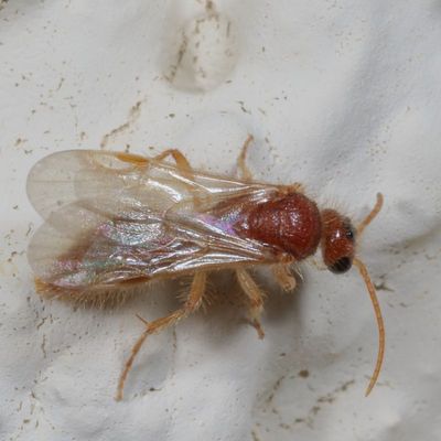 Tribe Sphaeropthalmini - Nocturnal Velvet Ants