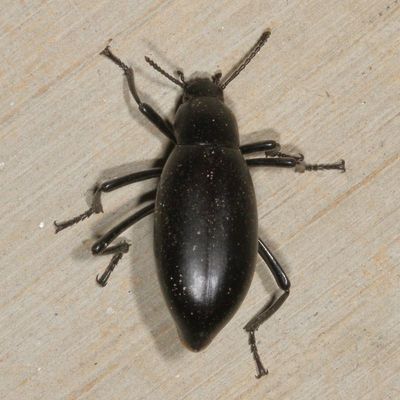 Genus Eleodes : Desert Stink Beetles