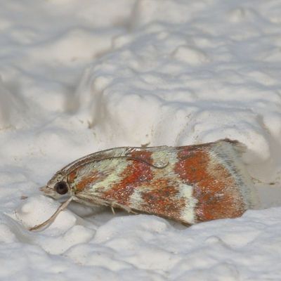 Hodges#4826 * Rufous-banded Crambid * Mimoschinia rufofascialis
