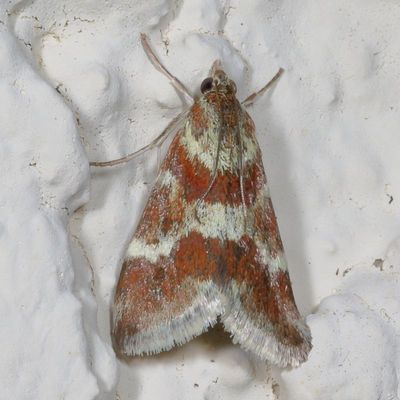 Hodges#4826 * Rufous-banded Crambid * Mimoschinia rufofascialis